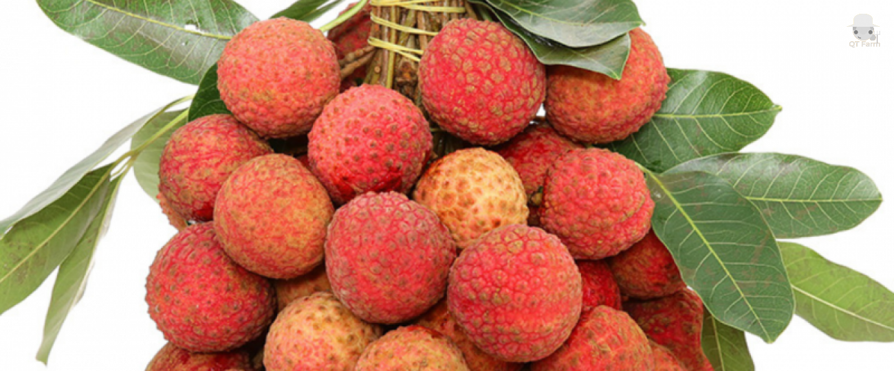 Ăn quả vải thiều có tác dụng gì