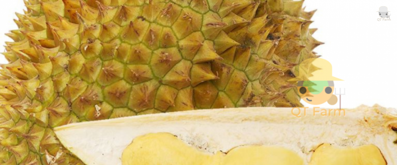 LỢI ÍCH CỦA SẦU RIÊNG