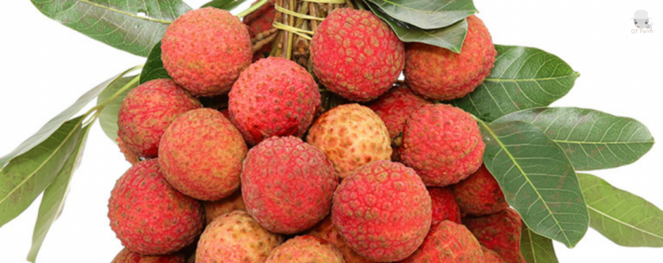 Ăn quả vải thiều có tác dụng gì