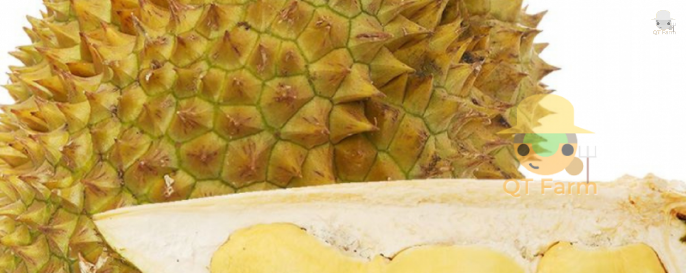 LỢI ÍCH CỦA SẦU RIÊNG