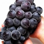 Nho rượu Kyoho Premium Hàn Quốc - 450g