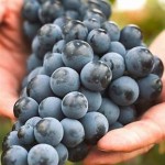 Nho rượu Kyoho Premium Hàn Quốc - 450g