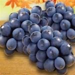 Nho rượu Kyoho Premium Hàn Quốc - 450g