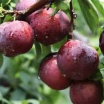 Mận đen ruột đỏ Plumcots Mỹ-454g