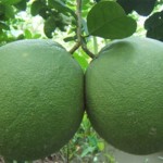 Bưởi Da Xanh 