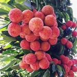 Vải thiều- Bắc Giang- 1kg