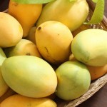 Xoài cát Hòa Lộc