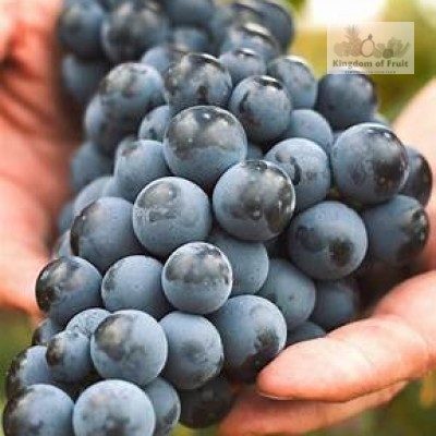 Nho rượu Kyoho Premium Hàn Quốc - 450g