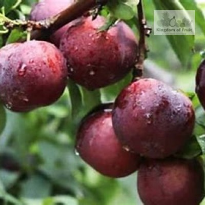 Mận đen ruột đỏ Plumcots Mỹ-454g