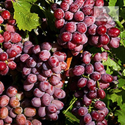 Nho đỏ Scarlet Royal Mỹ - 1kg