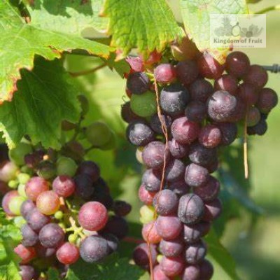 Nho đỏ Scarlet Royal Mỹ - 1kg
