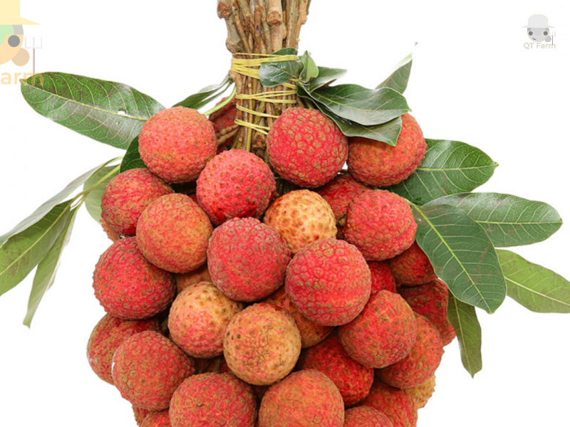 Ăn quả vải thiều có tác dụng gì