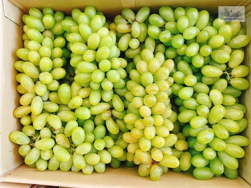 Nho xanh Phan Rang/kg