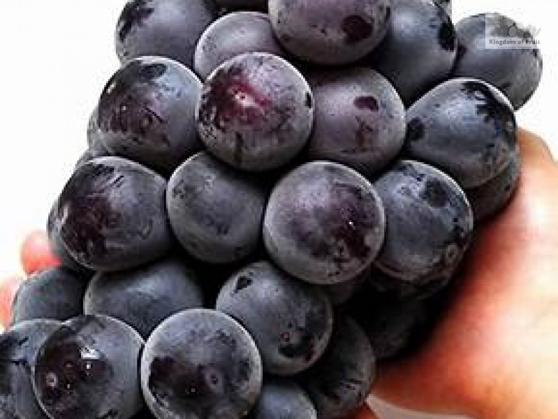 Nho rượu Kyoho Premium Hàn Quốc - 450g