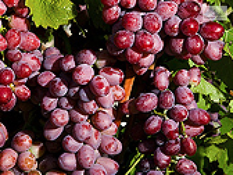 Nho đỏ Scarlet Royal Mỹ - 1kg