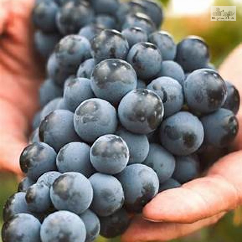 Nho rượu Kyoho Premium Hàn Quốc - 450g