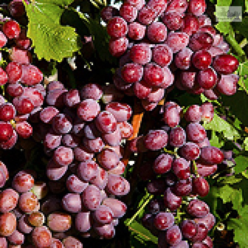 Nho đỏ Scarlet Royal Mỹ - 1kg