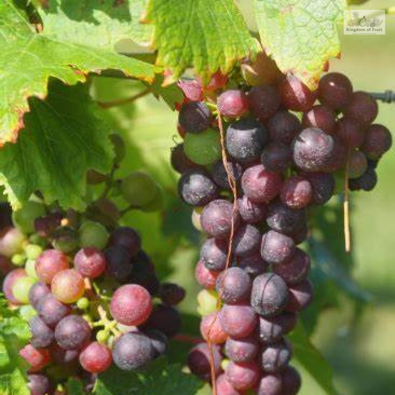Nho đỏ Scarlet Royal Mỹ - 1kg