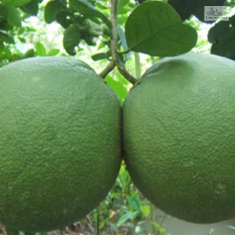 Bưởi Da Xanh 