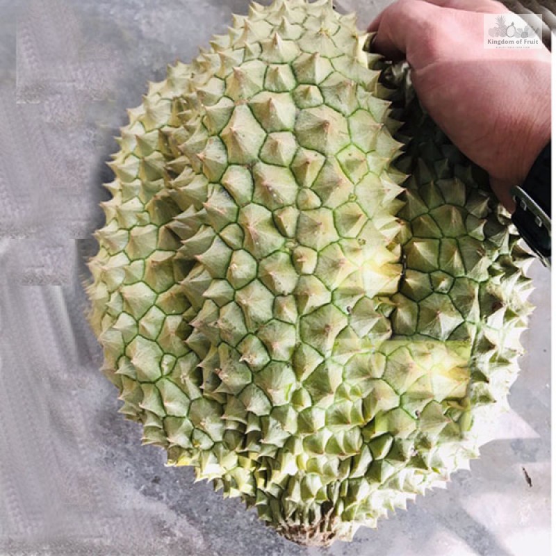 Sầu riêng Ri6  - 1Kg