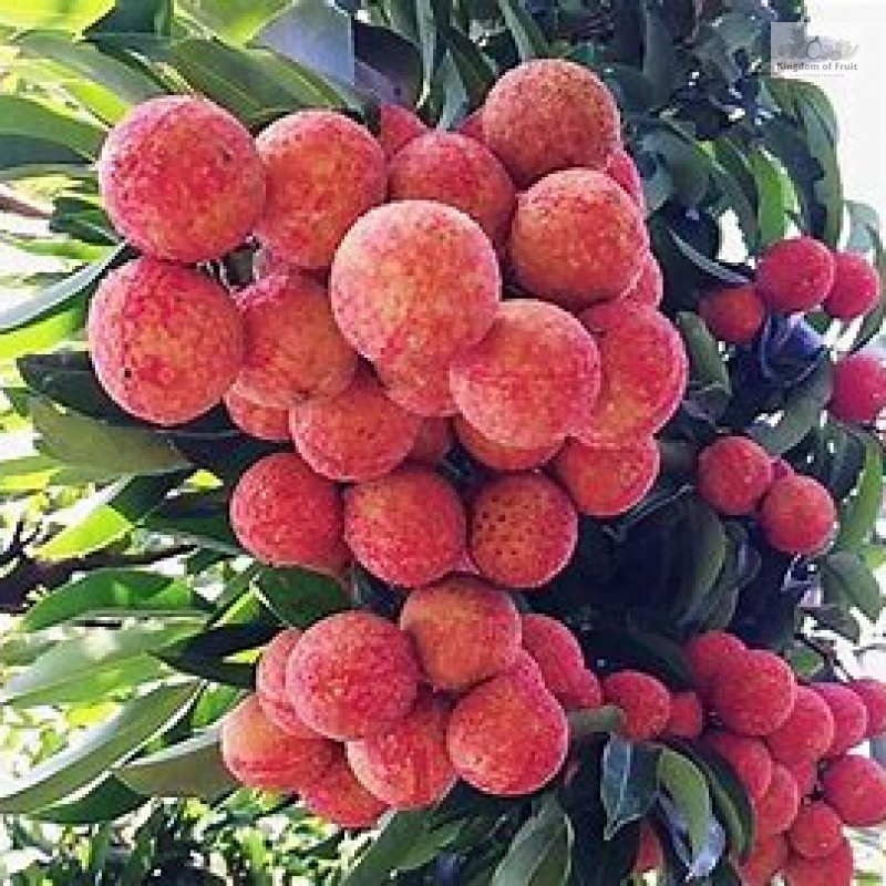 Vải thiều- Bắc Giang- 1kg