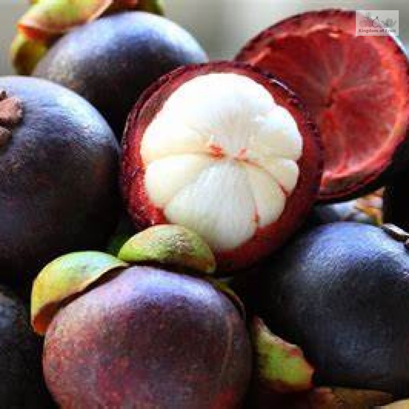 Măng cụt Bảo Lộc 